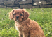 King Charles pup