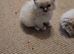 1 girl 1 boy left  Beautiful ragdoll kittens
