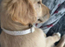 Female pup