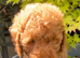 READY NOW! ONLY 2 LEFT! Stunning curly F1b Labradoodles - Health tested parents
