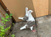 saddles pigeons