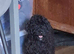 Beautiful Cockerpoo X Poodle puppies