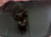 Mainecoon cross ragdoll kittens ready now