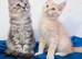 Beautiful GCCF registered maine coon kittens