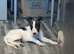 Saluki deerhound 8 weeks old