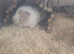 Male guinea pig for sale