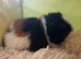 2 male guinea pigs