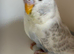 Young budgies for sale