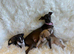 Exceptional KC Registered Italian Greyhound Puppies – Outstanding Quality & Beautifully Raised