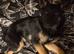 Female german shepherd