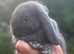 Pure bred mini lop - ready now