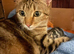 Stunning Rosette Striped Bengal kittens