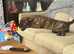Presa canario x dogue de Bordeaux