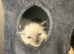 Ragdoll kitten