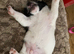 JACK RUSSELL TERRIOR