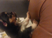 Beautiful long hair chihuahuas #last 2 boys