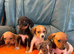 Jack Russell cross dachshund