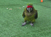 Military macaw