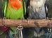 2 x Baby Lovebirds