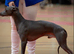 Kc registered whippet stud