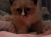 Ragdoll girl 9 weeks old.
