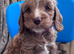 Beautiful cockapoo pupps