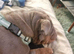 Here we have a beautiful 3 year old English bulldog