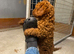 Miniature Poodles ready to go