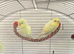 Young buttercup budgies male and females