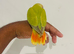 Hand reared lovebirds for sale