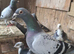 Romanian Racing Homer Pigeons