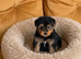 Wawauzer puppies
