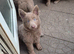 Kc reg german shepherd pups