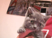 3 british shorthair kittens looking for there new servents