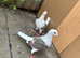 saddles pigeons