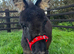 Handsome Miniature Mediterranean Colt
