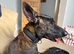 Belgian Shepard x Malinois