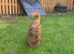 Chocolate British Shorthair
