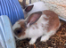 Female Rabbits