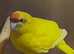Breeding pair proven kakarakis