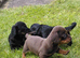 Miniature dachshund puppies