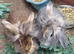 Male lionhead cross rabbits