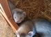 Silver Jill kits