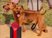 Lakeland terrier