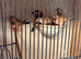 6 heck's 1 parson finch