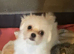 Maltese x chihuahua girl puppy