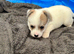 Long haired Jack Russel