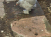 Young lilac peeking chickens