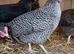 Guaranteed female chickens