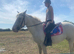 Beautiful Appaloosa X Cob Great potential